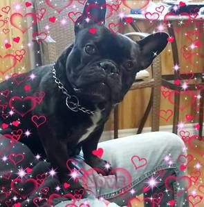 Meet your Posher, Bruce